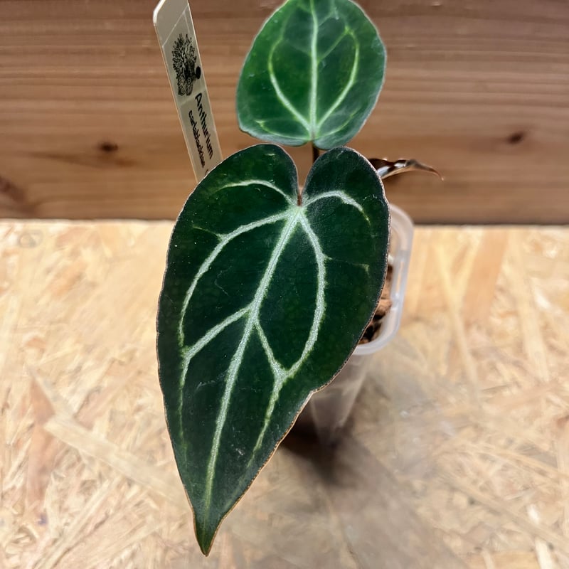 アンスリウム カーラブラッキー ナロー | GREEN LUCK