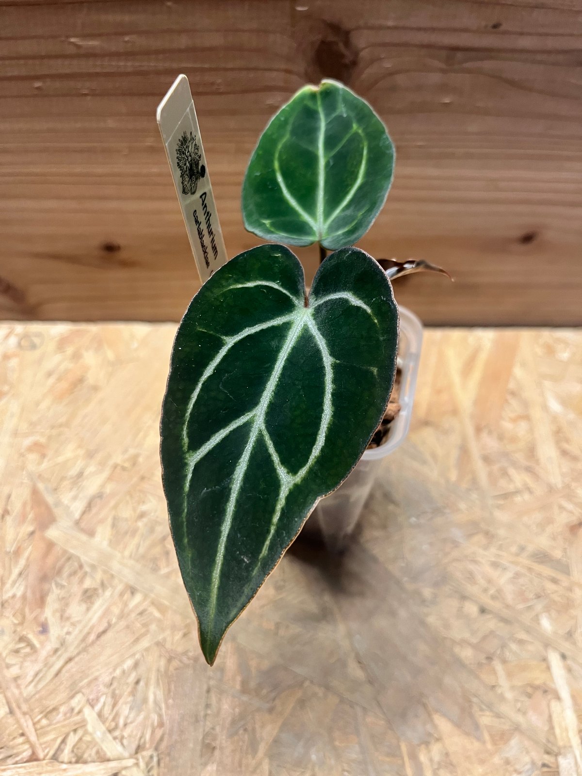 アンスリウム カーラブラッキー ナロー | GREEN LUCK