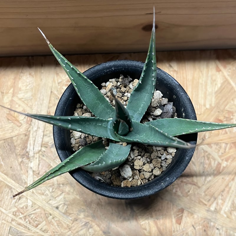 アガべ ユタエンシス カイバベンシス | GREEN LUCK