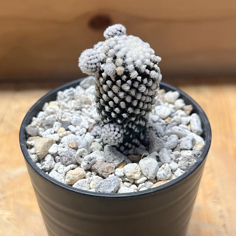 Copiapoa コピアポア　テヌイシマ　テヌイッシマ　群生　仔吹　鉢のまま発送 コピアポア テヌイシマ | GREEN LUCK