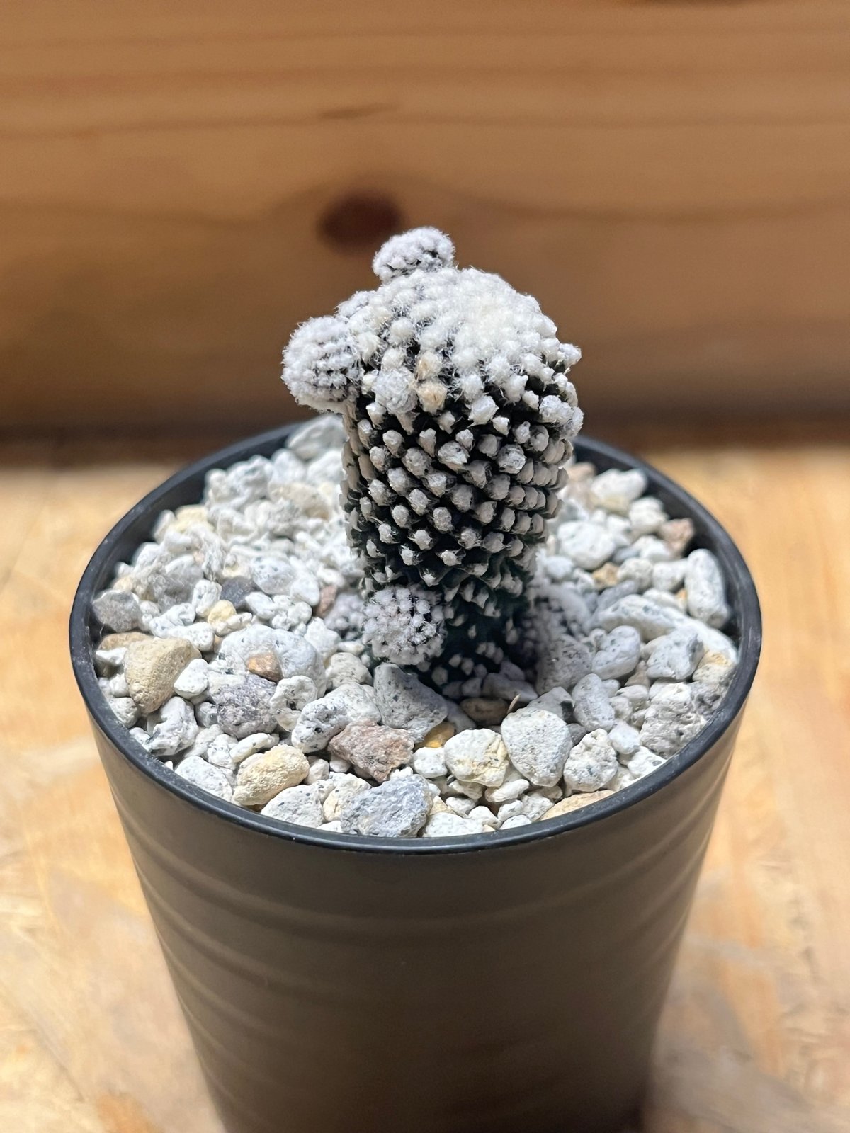 コピアポア テヌイシマ | GREEN LUCK