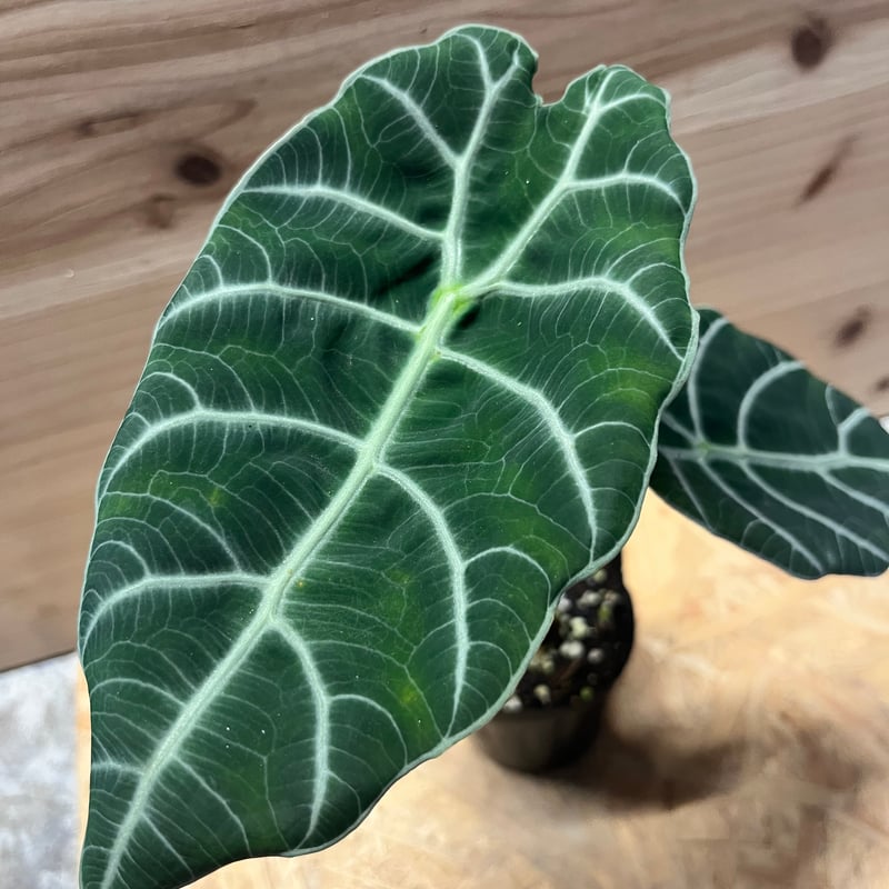 【レア】アロカシア　ワトソニアナ　斑入り レア】アロカシア ワトソニアナ 斑入り