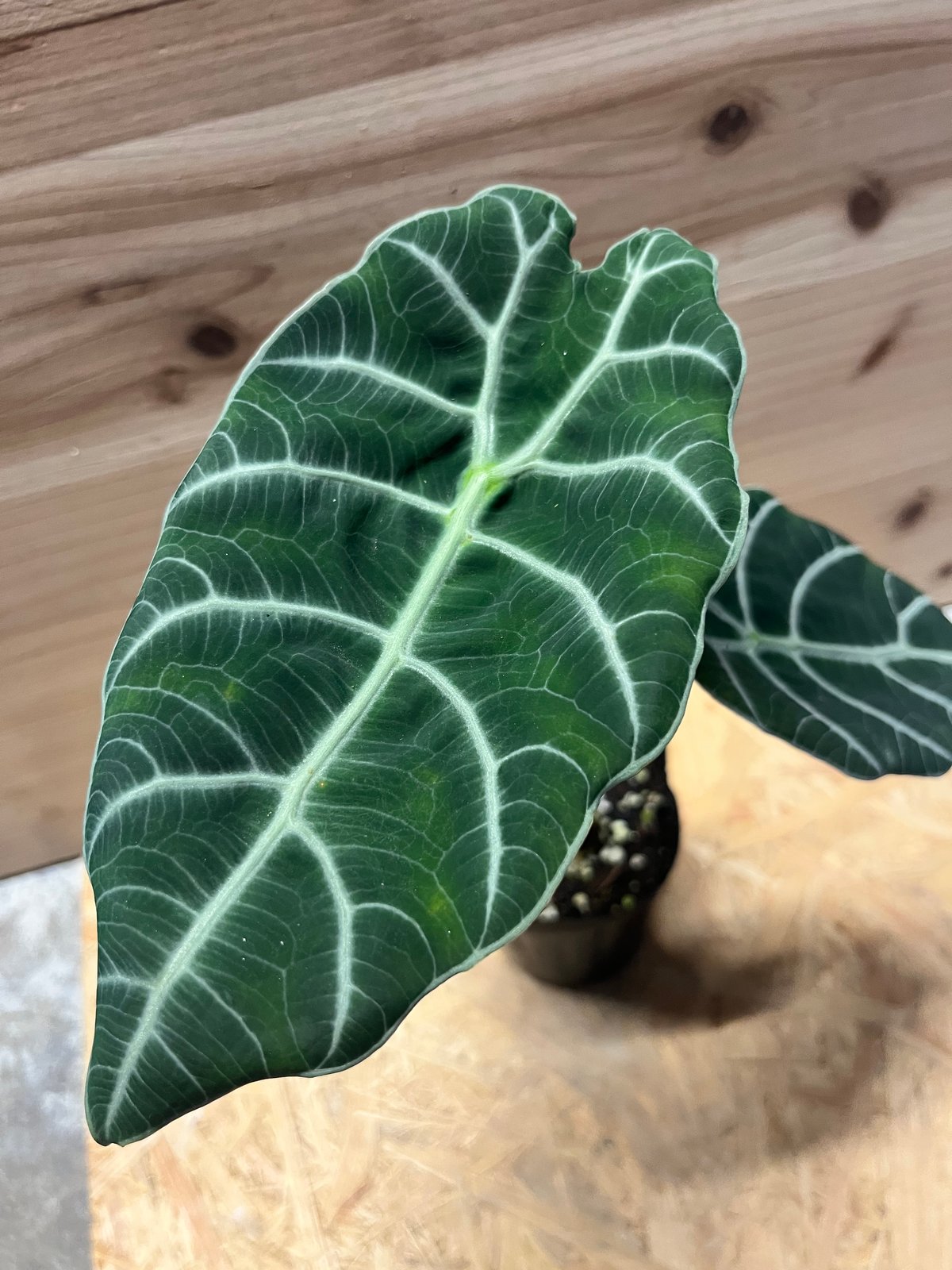 アロカシア ワトソニアナ 'ブラック' | GREEN LUCK