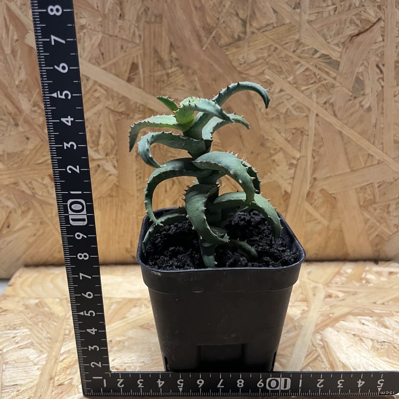 アロエ カスティロニアエ | GREEN LUCK