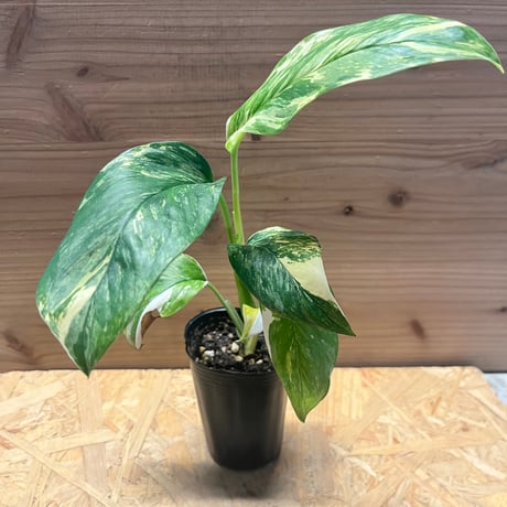 トシ モンステラ GOG抹茶斑入り トシ様専用 モンステラ GOG抹茶斑入り