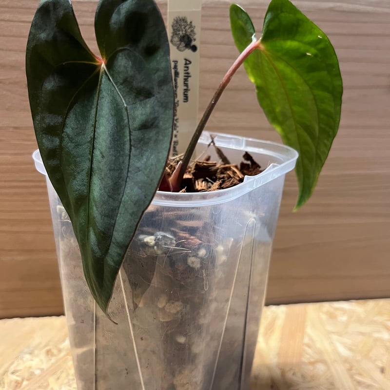 アンスリウム レッドダークフェニックス 4号 アンスリウム・レッドダークフェニックス 4号 | Plants Shop Big