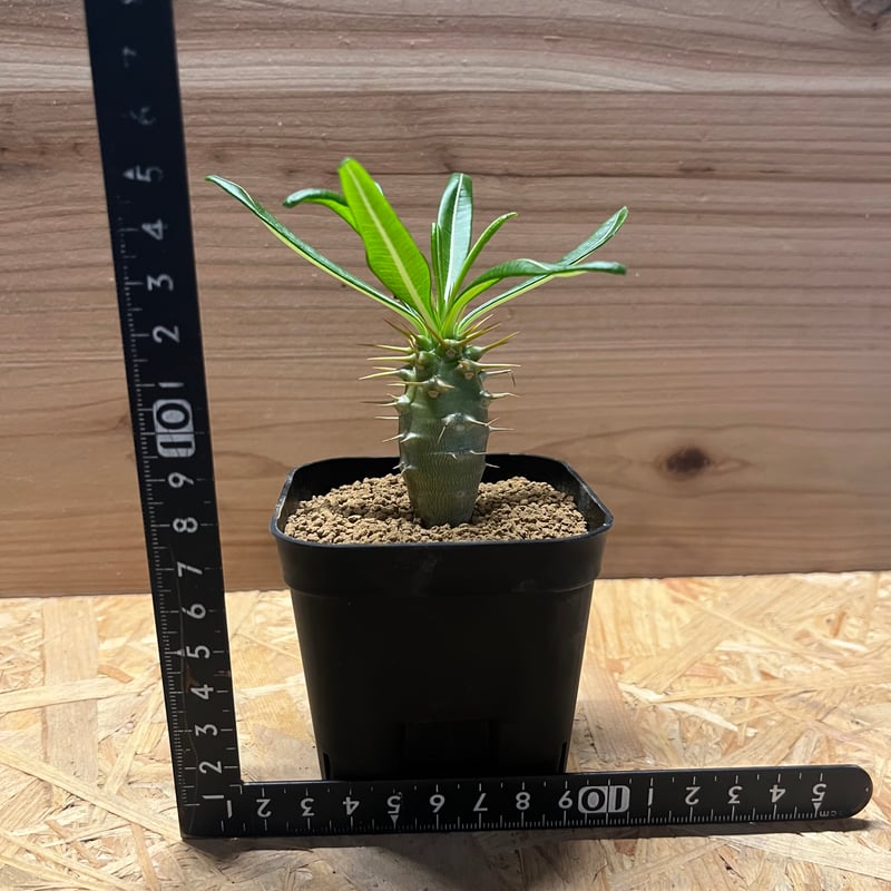 パキポディウム アンボンゲンセ | GREEN LUCK