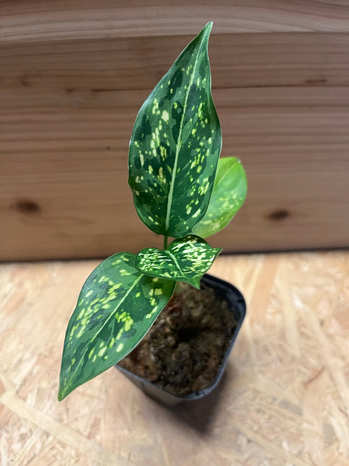 アグラオネマ タイスノーフレーク | GREEN LUCK