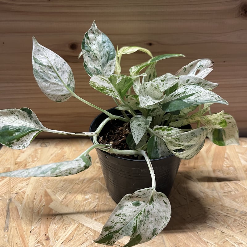 エピプレムヌムデビルモンスター(epipremnumdevil) エピプレムヌムデビルモンスター(epipremnumdevil) エピプレムヌム