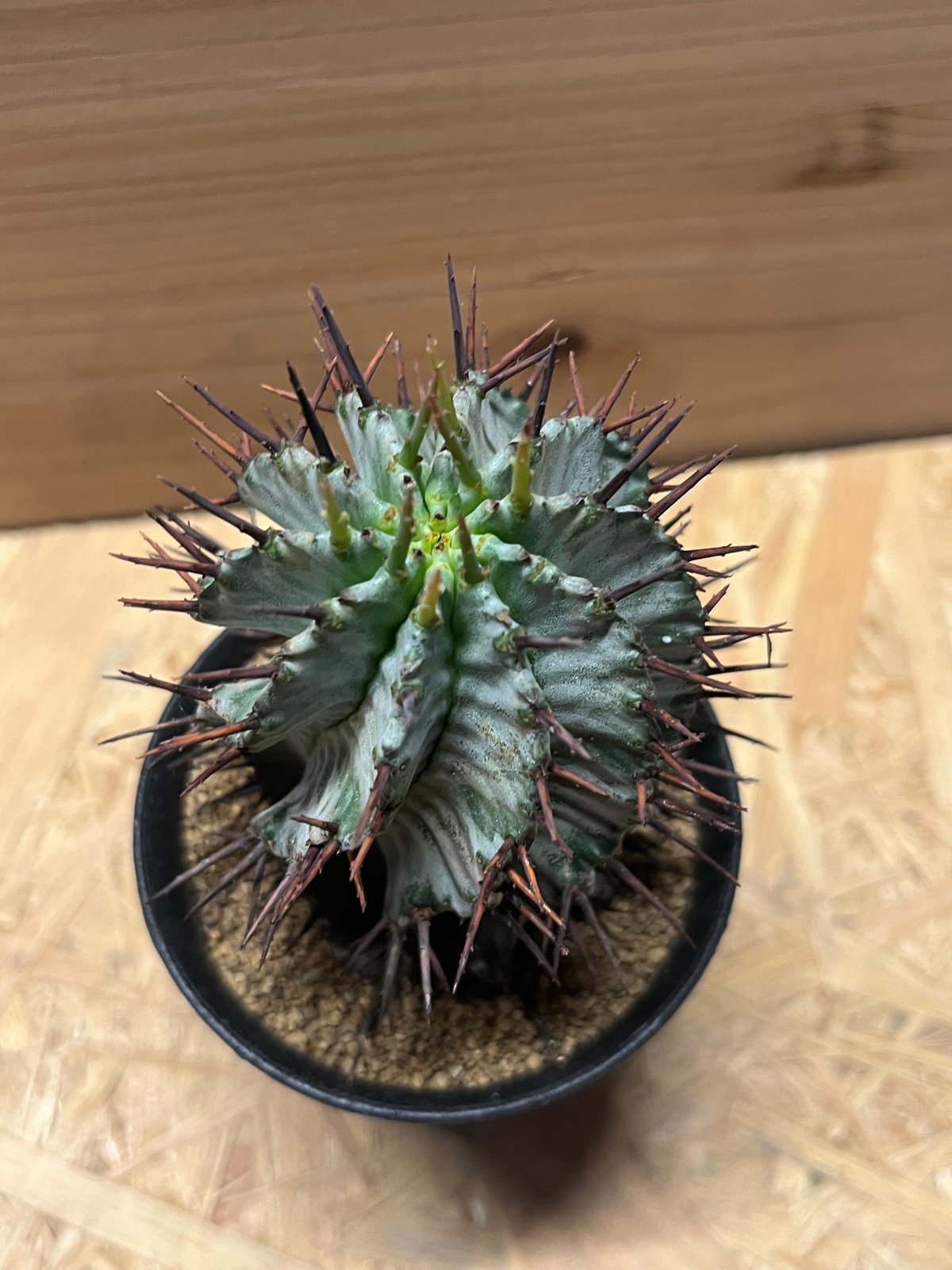 ユーフォルビア ホリダ | GREEN LUCK