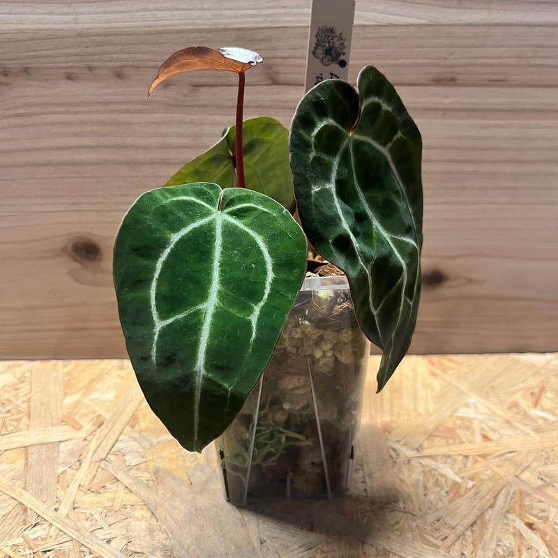 アンスリウム パンプキンスパイス×レッドクリスタル | GREEN LUCK