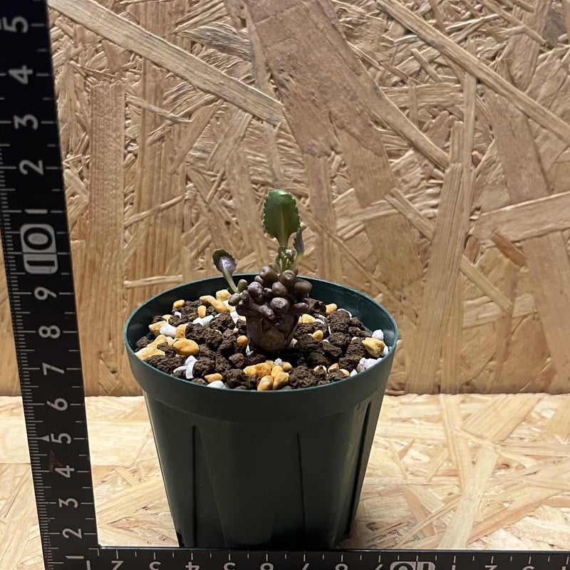 オトンナ アルミアナ | GREEN LUCK