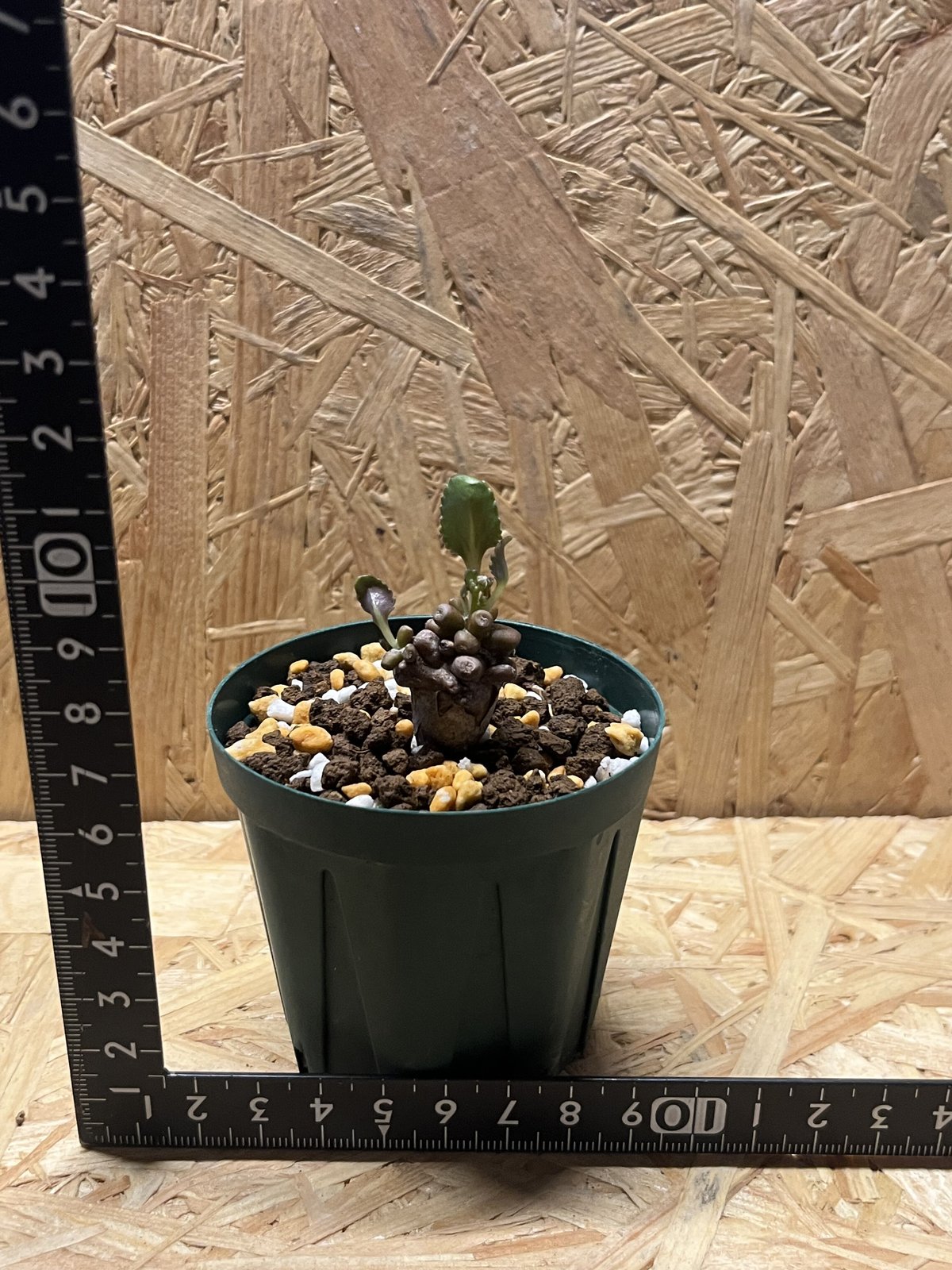 オトンナ アルミアナ | GREEN LUCK