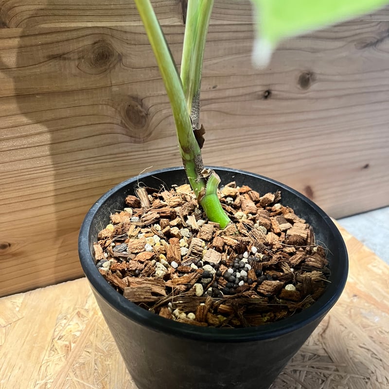 モンステラ デリシオーサ 'ホワイトラヴァ' | GREEN LUCK