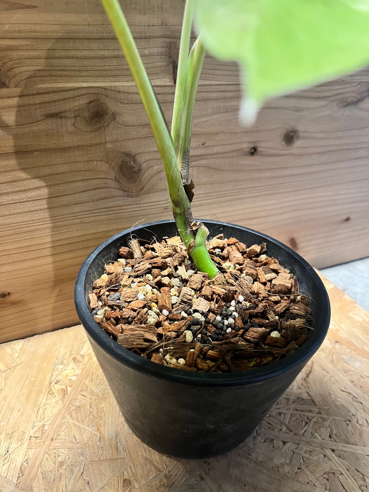 モンステラ デリシオーサ 'ホワイトラヴァ' | GREEN LUCK