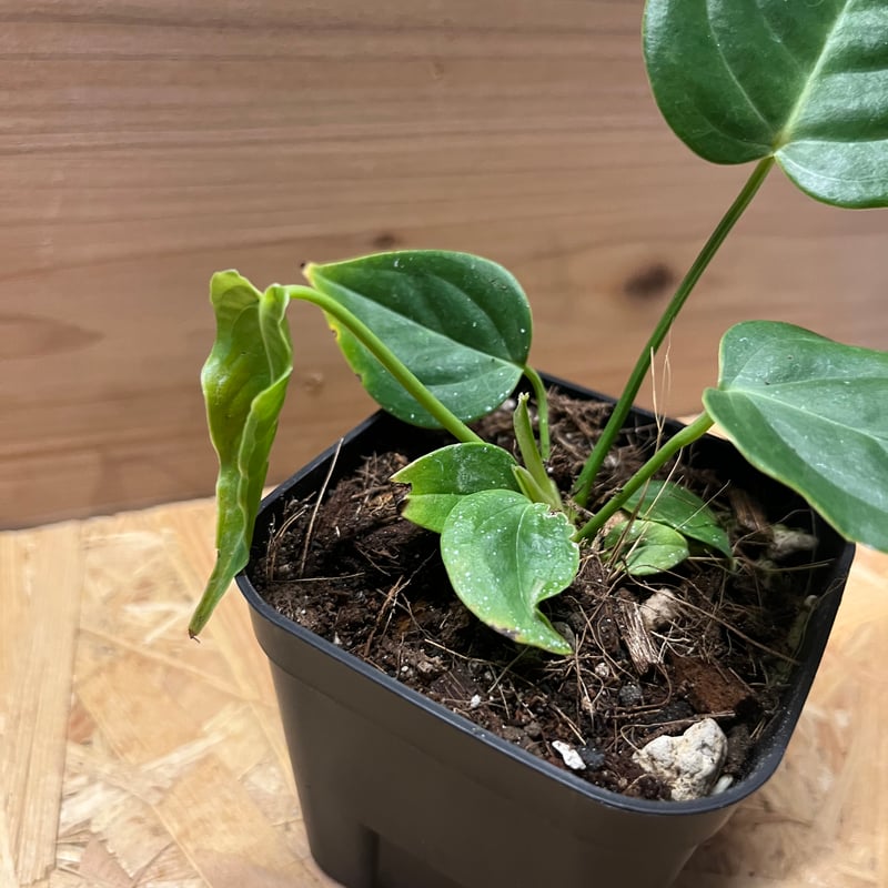 アンスリウム ベイチー | GREEN LUCK