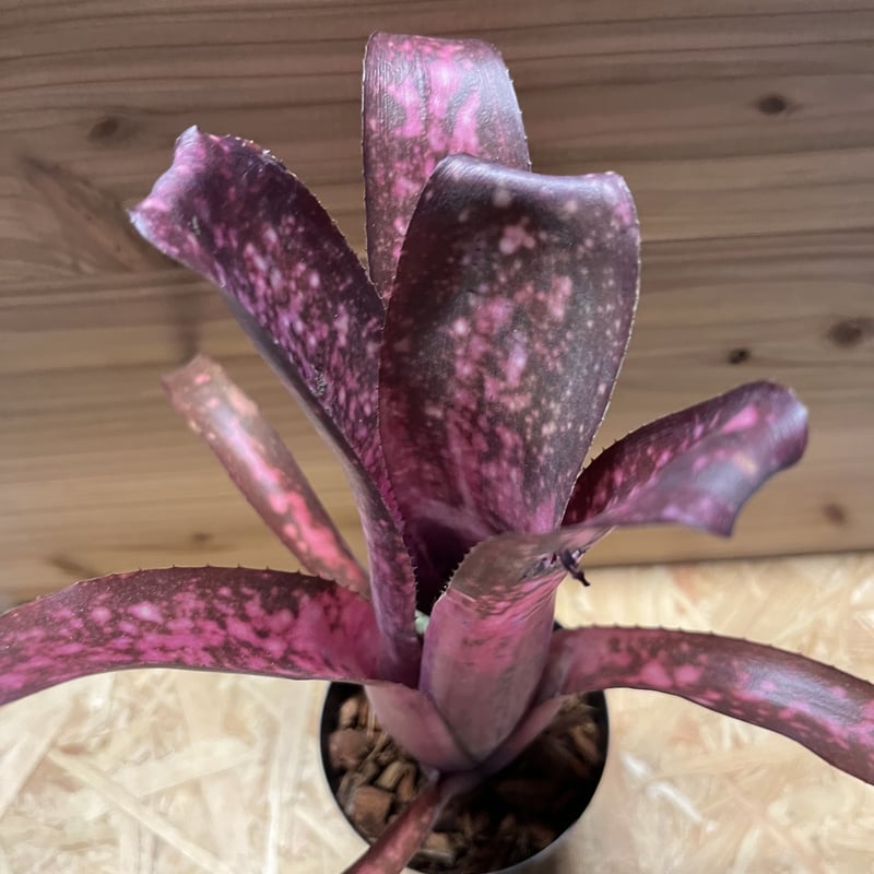 ビルベルギア アリベラ×アラカイ | GREEN LUCK