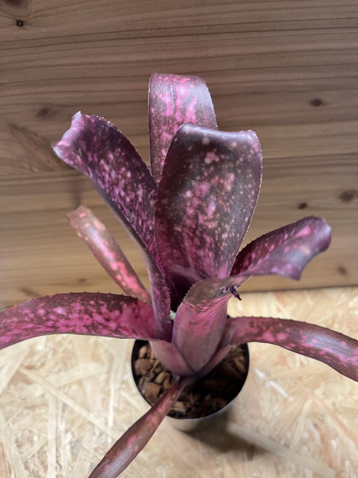 ビルベルギア アリベラ×アラカイ | GREEN LUCK