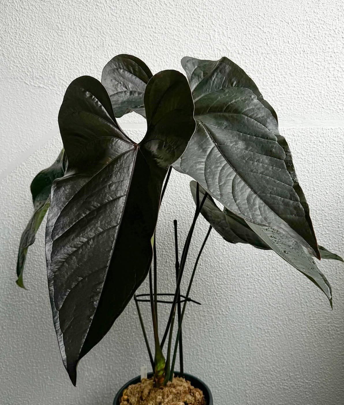 アンスリウム 'ロムズ ブラック' ディビジョン | GREEN LUCK