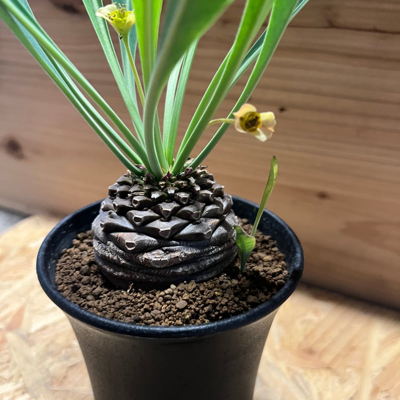 ユーフォルビア　ブプレウリフォリア　鉄甲丸 ユーフォルビア・ ブプレウリフォリア 鉄甲丸 - HANS 多肉植物と