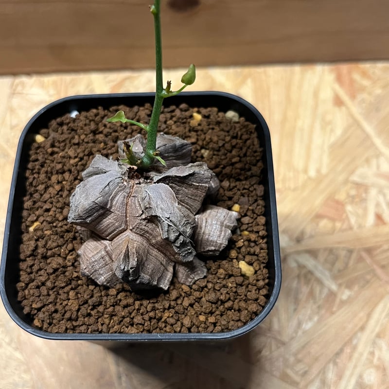 亀甲竜 ディオスコレア エレファンティペス | GREEN LUCK