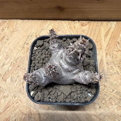 パキポディウム　ウィンゾリー