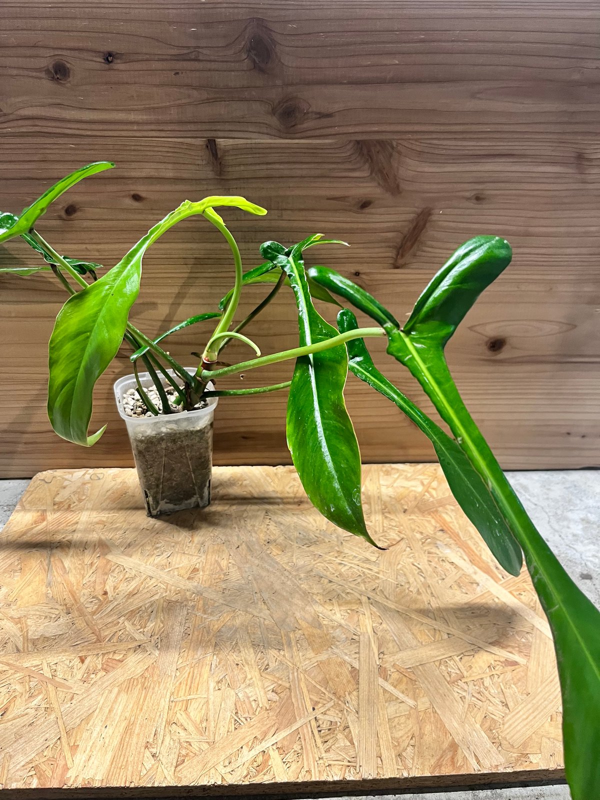 フィロデンドロン ジョーピー | GREEN LUCK