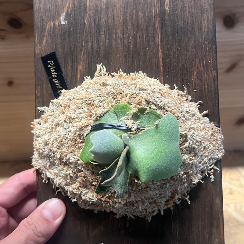 ビカクシダ ジェイドガール spore 61 P.Willinckii 'Jade Girl' spore ビカクシダ G