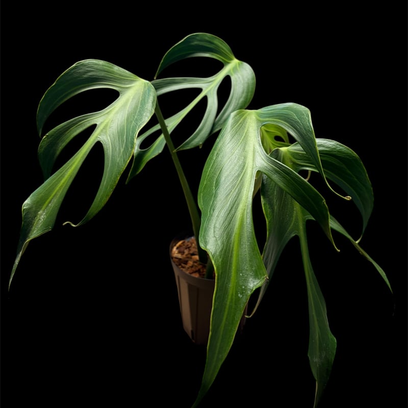 モンステラ 'バールマルクスフレーム' | GREEN LUCK