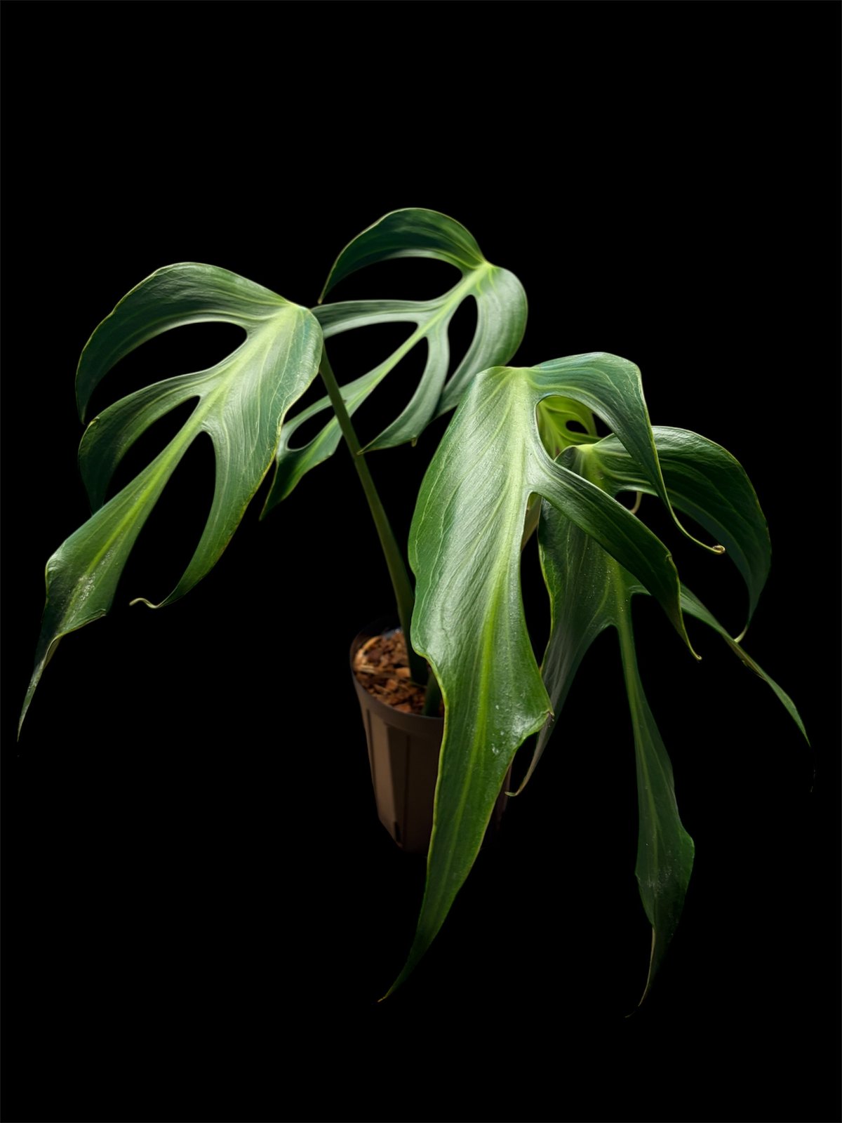 モンステラ 'バールマルクスフレーム' | GREEN LUCK