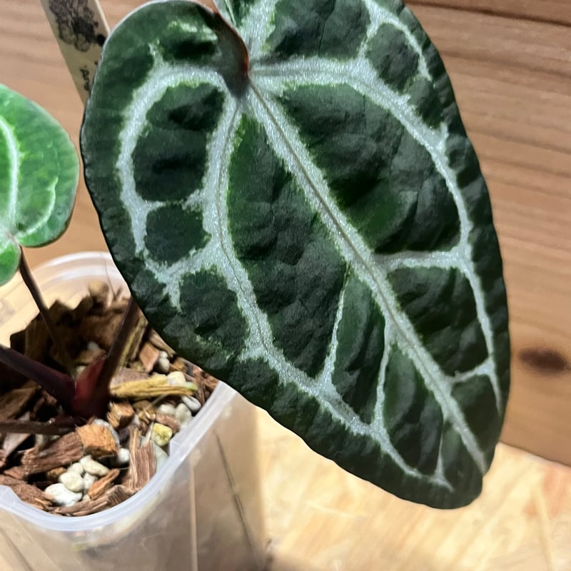 今*！様 アンスリウムHubro × “angel's dream＊レッドクリス アンスリウムHubro × “angel's dream＊レッドクリスタリナム”