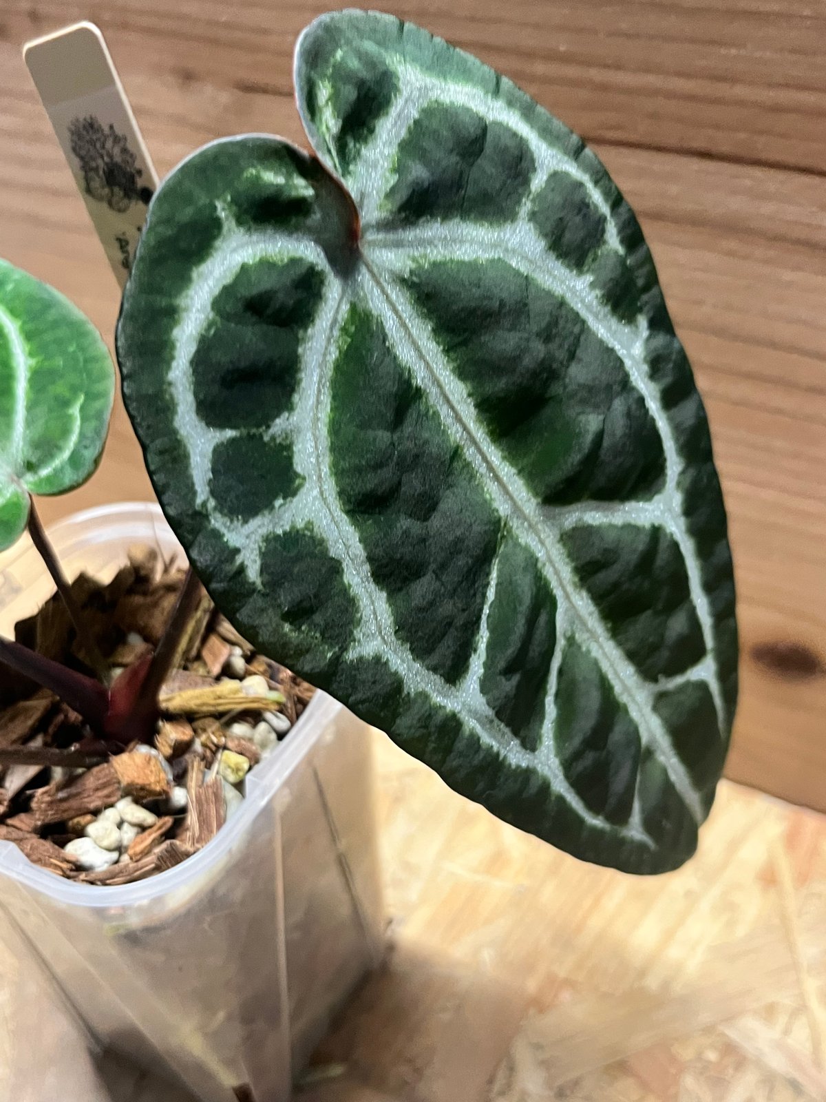 今*！様 アンスリウムHubro × “angel's dream＊レッドクリス アンスリウム エンジェルズドリーム×レッドクリスタリナム