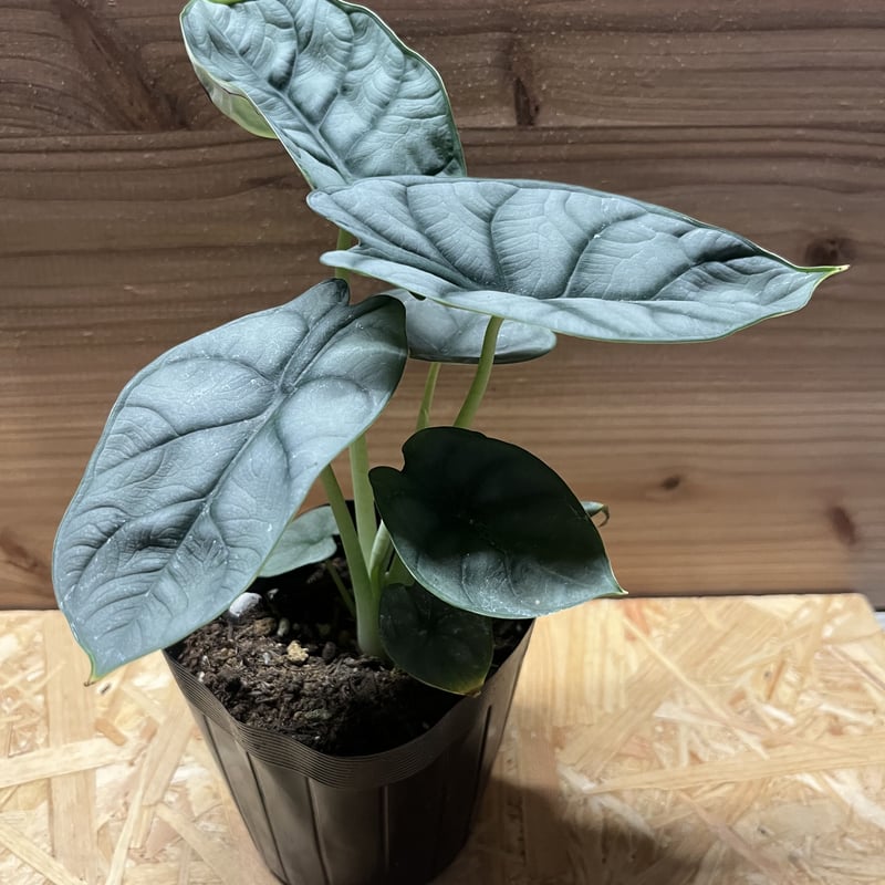 アロカシア シルバードラゴン | GREEN LUCK