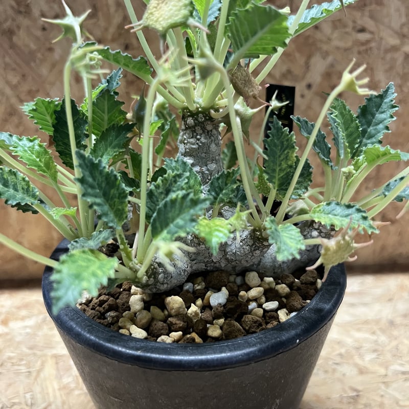 ドルステニア ホルウッディ | GREEN LUCK