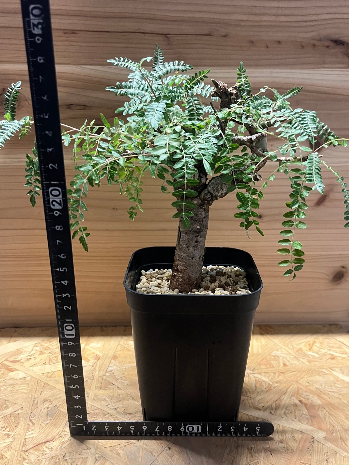 ボスウェリア ネグレクタ | GREEN LUCK