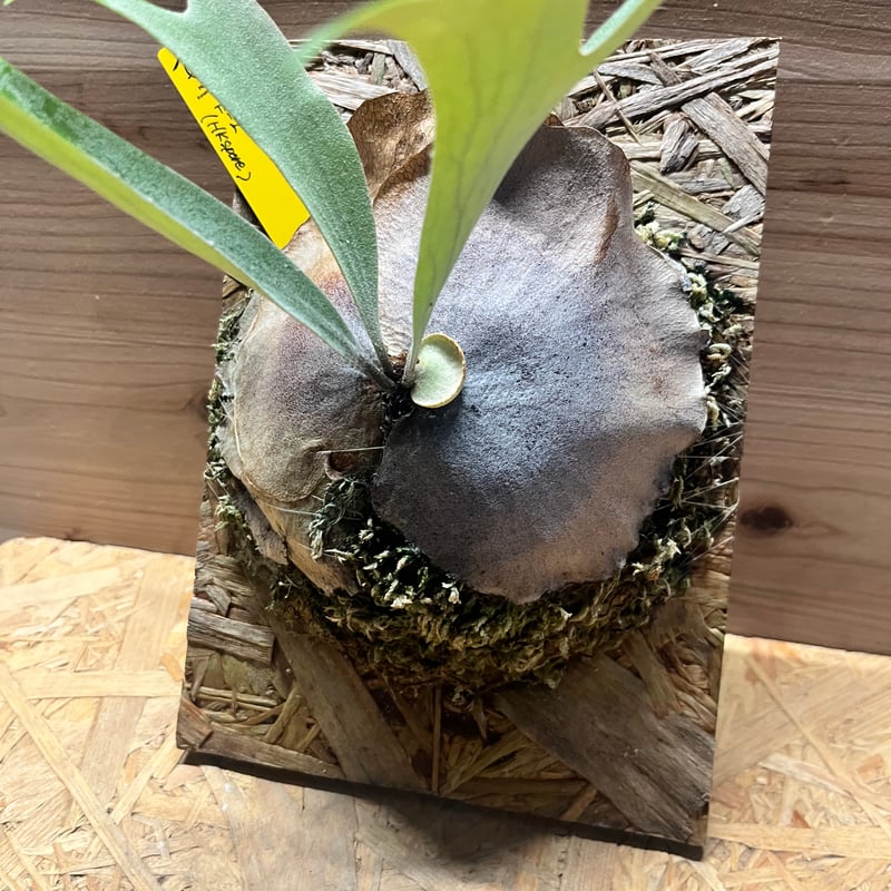 ビカクシダ E-1 スポア | GREEN LUCK