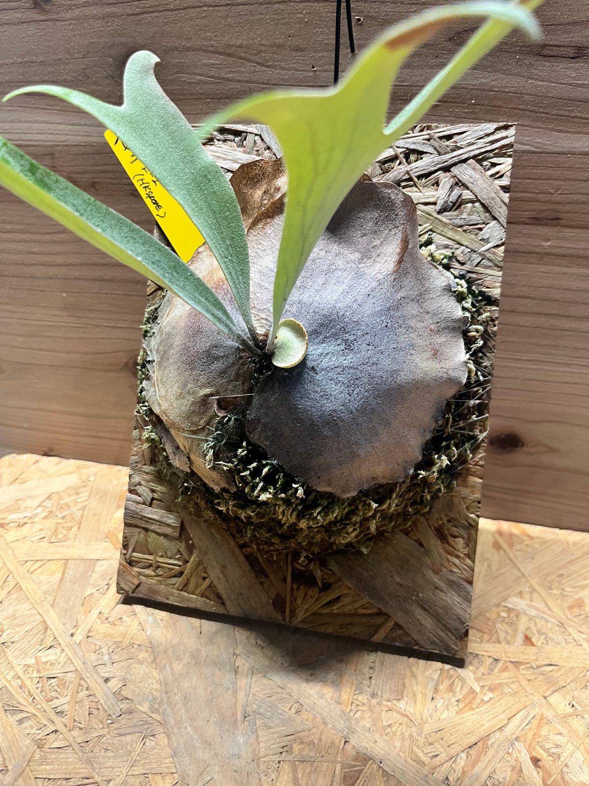 ビカクシダ E-1 スポア | GREEN LUCK