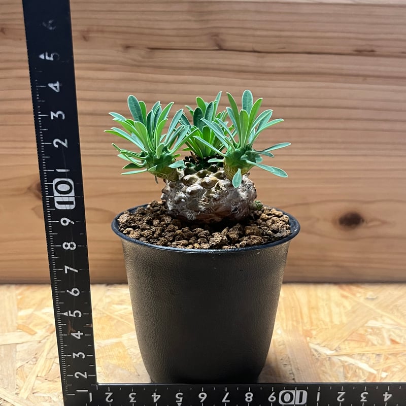 ユーフォルビア 峨眉山 | GREEN LUCK