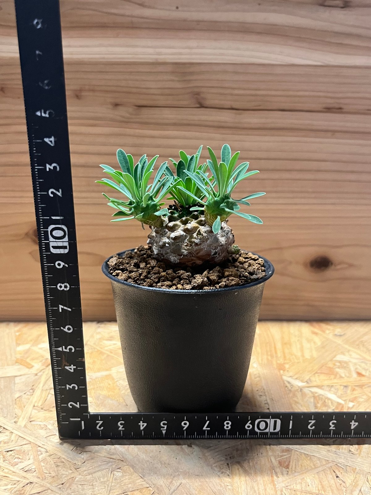 ユーフォルビア 峨眉山 | GREEN LUCK