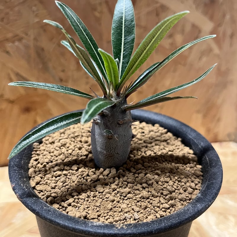 パキポディウム カクチペス | GREEN LUCK