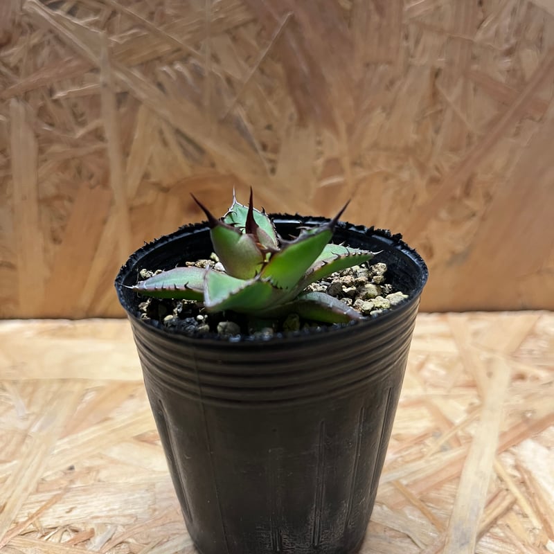 アガベ・ホリダ　実生大株 アガベ ホリダ 実生 | GREEN LUCK