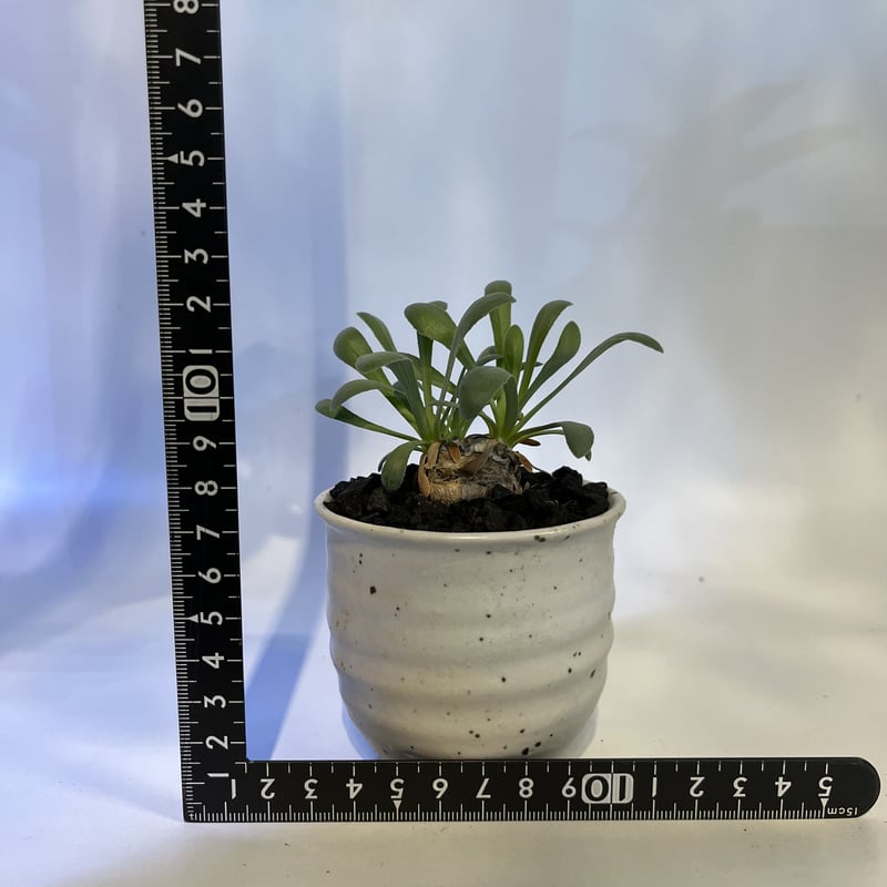 オトンナ レトロルサ | GREEN LUCK