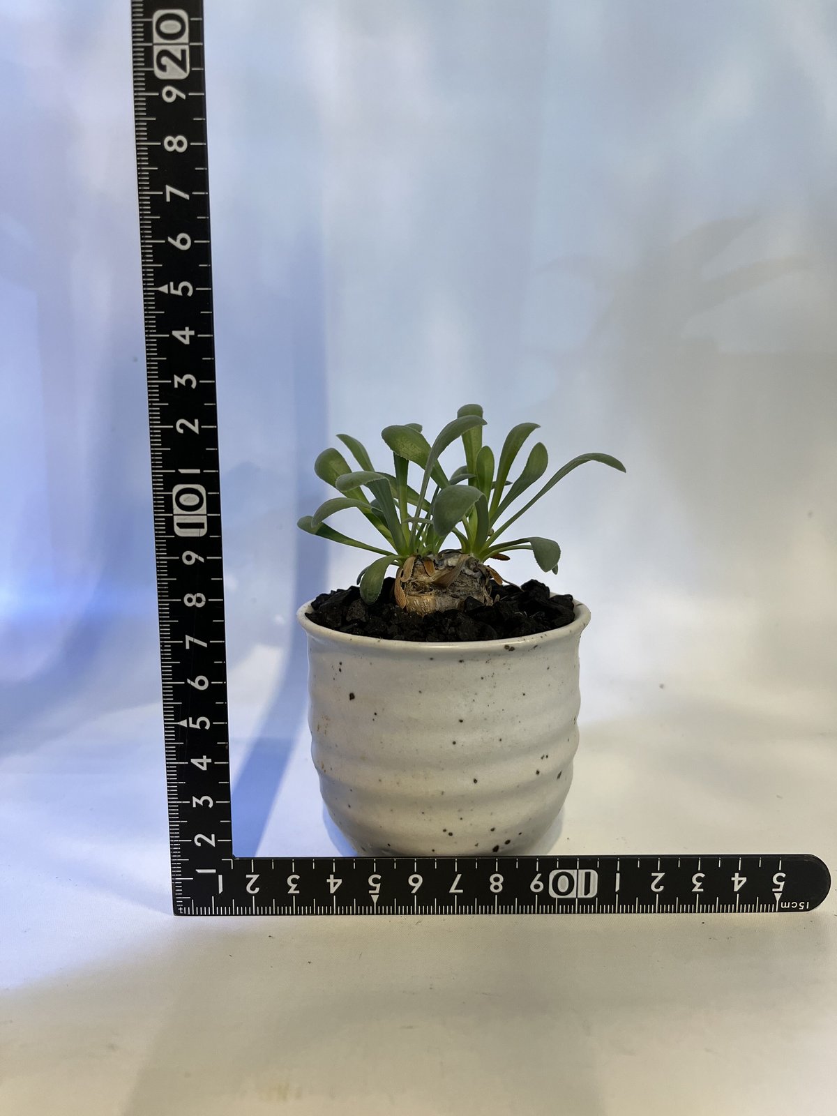 オトンナ レトロルサ | GREEN LUCK