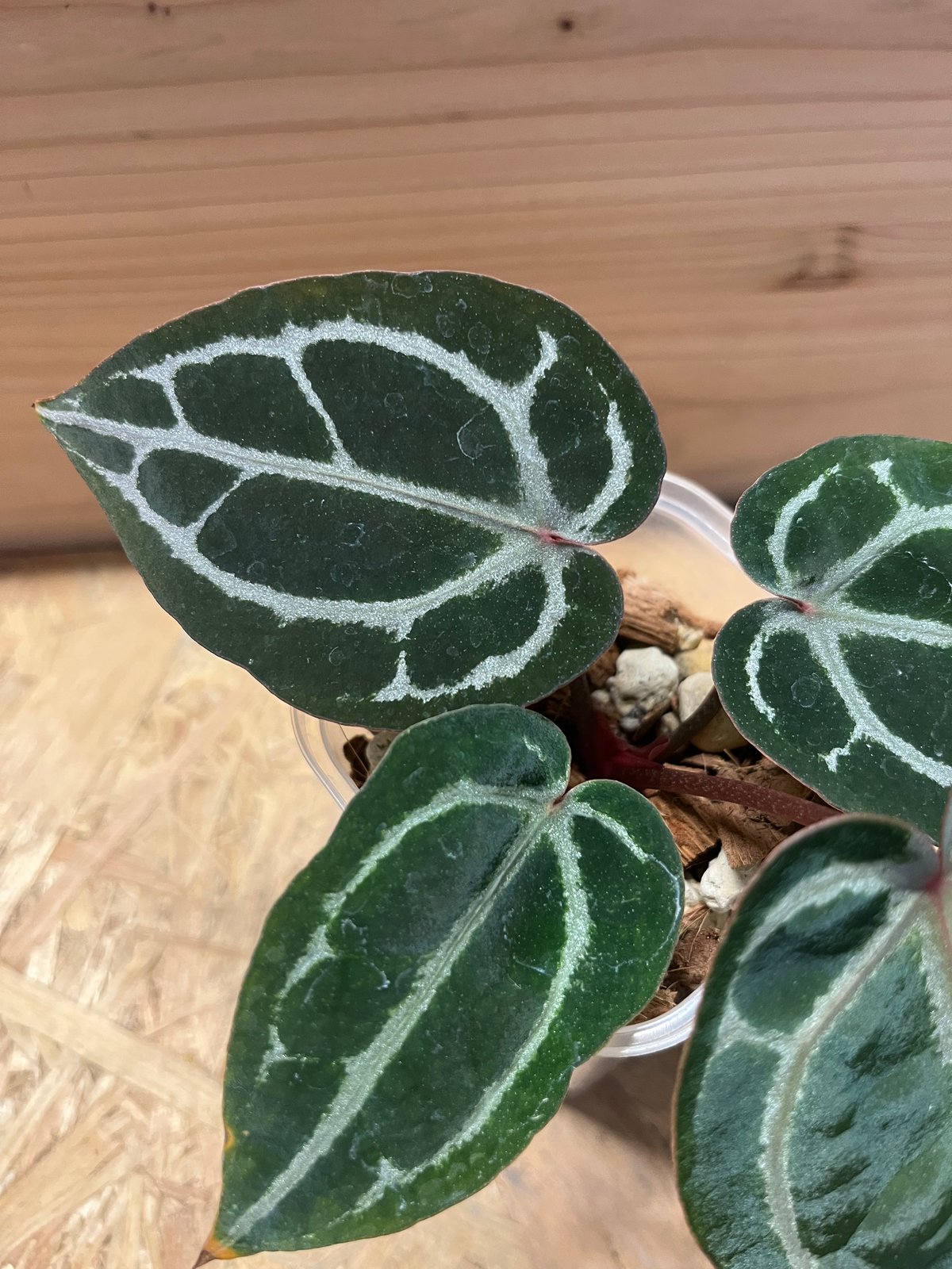 アンスリウム スカーレット | GREEN LUCK