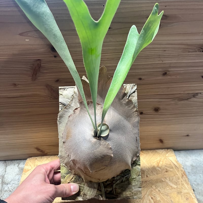 big sale様　ご確認用ページ　ビカクシダ ビカクシダ ディバーシフォリウム | GREEN LUCK