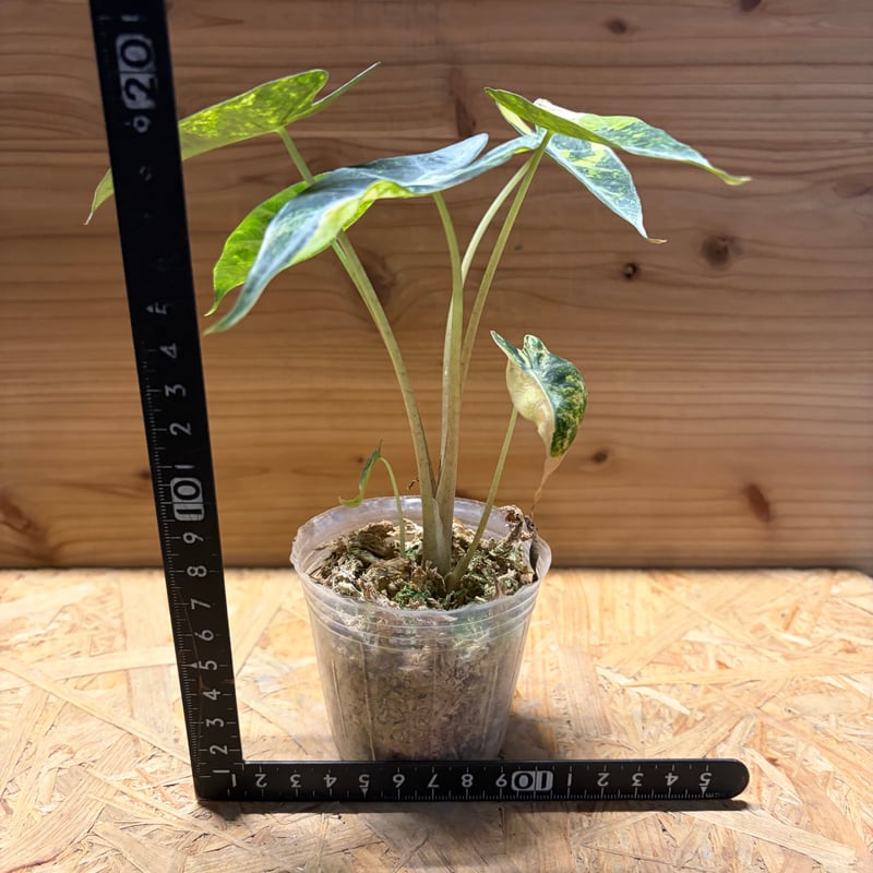 アロカシア バンビーノ イエローバリエガータ | GREEN LUCK