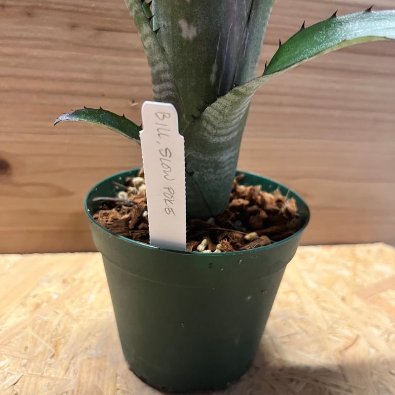 ビルベルギア スローポーク | GREEN LUCK