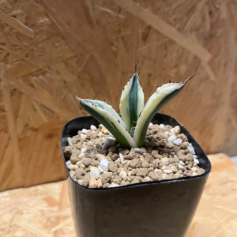 アガベ チタノタ スナグルトゥース | GREEN LUCK