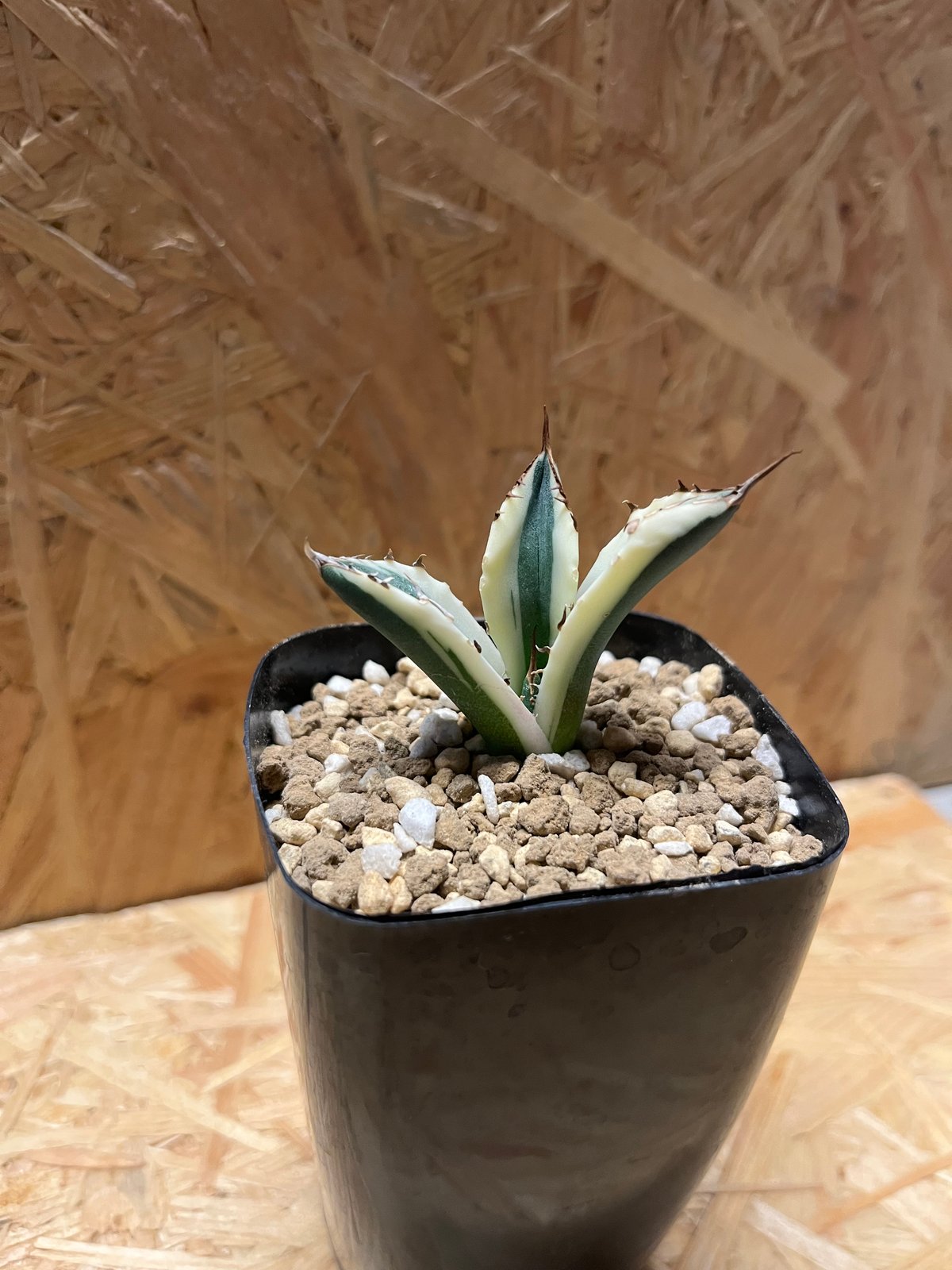 アガベ チタノタ スナグルトゥース | GREEN LUCK