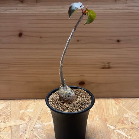 CATEGORY 多肉植物 塊根植物 | GREEN LUCK CATEGORY 多肉植物 塊根植物 | GREEN LUCK